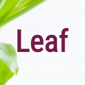 Leaf